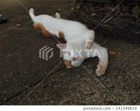 公園裡住著一群可愛的櫻花貓 公園裡住著一群可愛的櫻花貓 141349619