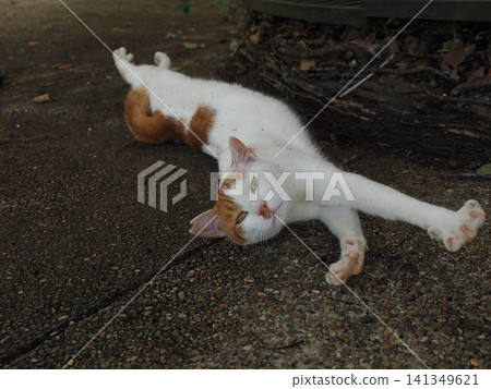 Cute cherry blossom cats living together in the park Cute cherry blossom cats living together in the park 141349621