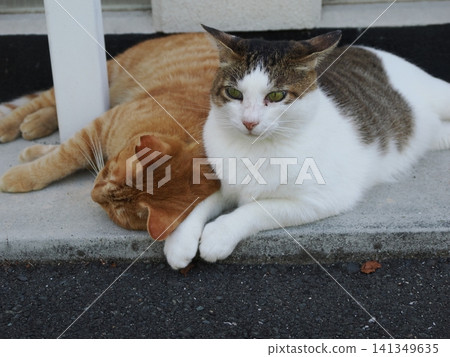 Cute cherry blossom cats living together in the park Cute cherry blossom cats living together in the park 141349635