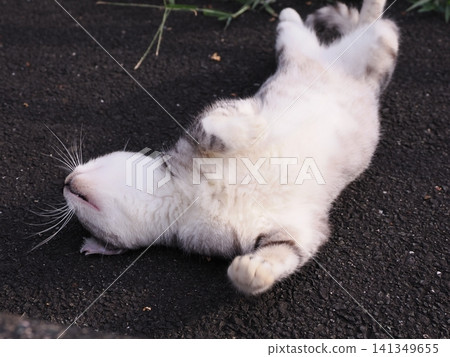 公園裡住著一群可愛的櫻花貓 公園裡住著一群可愛的櫻花貓 141349655