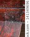 Close-up photograph of a delicate spider web decorated with tiny dew droplets, suspended against aged dark wooden boards. Natural autumn scene. Nature, macro photography, rustic backgrounds, wildlife 141349696