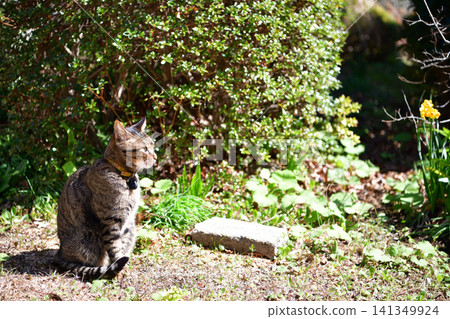 Cat playing in the park Cat playing in the park 141349924