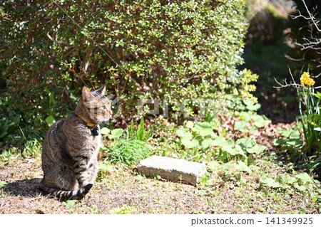 Cat playing in the park 141349925