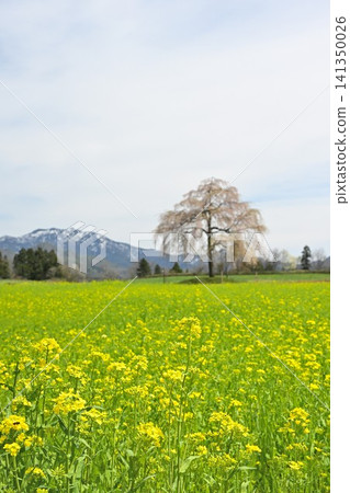 楢山山上的一棵櫻花樹、油菜花和粟岳(新潟縣三條市) 楢山山上的一棵櫻花樹、油菜花和粟岳(新潟縣三條市) 141350026