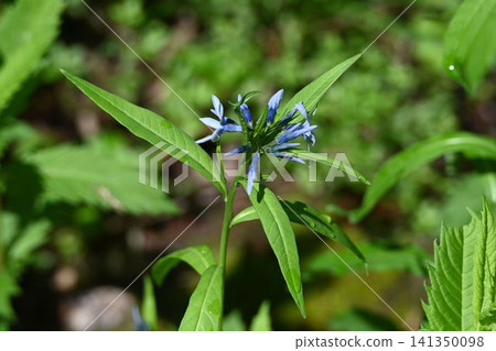 Amsonia indica, a beautiful cymose inflorescence of blue flowers that blooms at the top of its stems, grows wild in slightly damp grasslands in Japan. Amsonia indica, a beautiful cymose inflorescence of blue flowers that blooms at the top of its stems, grows wild in slightly damp grasslands in Japan. 141350098