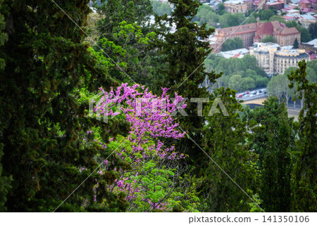 Pink spring blossoms among trees above the city Pink spring blossoms among trees above the city 141350106