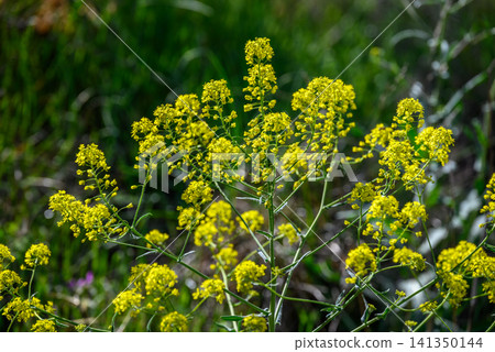Yellow wildflowers in grassy field Yellow wildflowers in grassy field 141350144