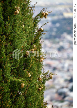 Green cypress branches with cones and blurred city background 141350147