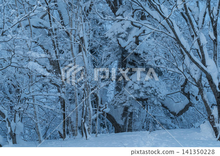 Trees covered in frost stand amidst a snow-covered birch forest. Trees covered in frost stand amidst a snow-covered birch forest. 141350228