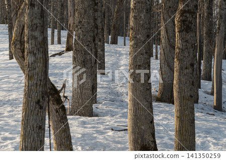 Birch trees and winter foliage in a snowfield 141350259