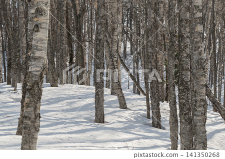 冬日的白樺林和雪地上的藍色陰影 冬日的白樺林和雪地上的藍色陰影 141350268