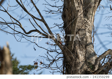 A woodpecker on a winter tree A woodpecker on a winter tree 141350299