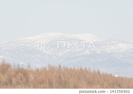 White mountains beyond the larch forest White mountains beyond the larch forest 141350302