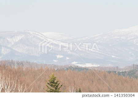Larch trees bare in winter and snow-covered mountains Larch trees bare in winter and snow-covered mountains 141350304