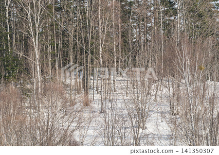 Sparse forests on a snowfield and winter mountains Sparse forests on a snowfield and winter mountains 141350307