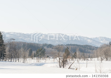 A snow-covered windbreak forest and distant mountains 141350308
