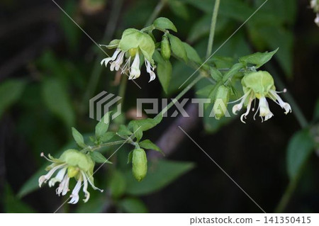 I saw three cute white chickweed flowers with slender petals facing downwards on the mountains of Minoo. 141350415