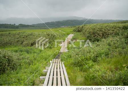 A wooden boardwalk through a green wetland. A wooden boardwalk through a green wetland. 141350422