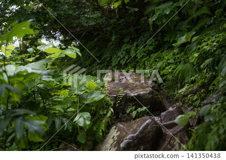A wild bird perched on a moss-covered rock. A wild bird perched on a moss-covered rock. 141350438