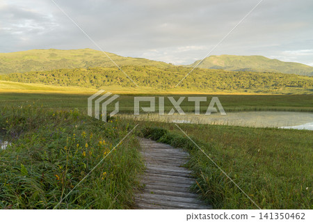 A boardwalk in the wetlands bathed in the morning sun 141350462