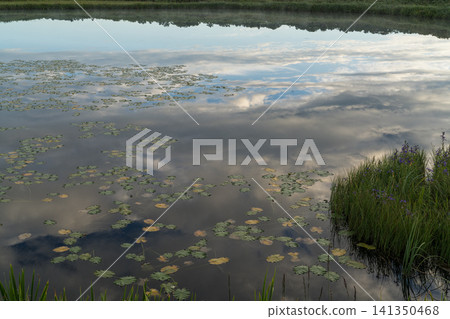 濕地中一個大池塘倒映著晨霧,構成了一幅美麗的風景。 濕地中一個大池塘倒映著晨霧,構成了一幅美麗的風景。 141350468