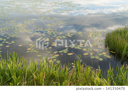 夏日濕地中盛開的紫色風鈴草。 夏日濕地中盛開的紫色風鈴草。 141350470
