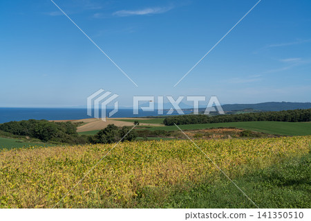 Green fields and rural landscape overlooking the sea Green fields and rural landscape overlooking the sea 141350510