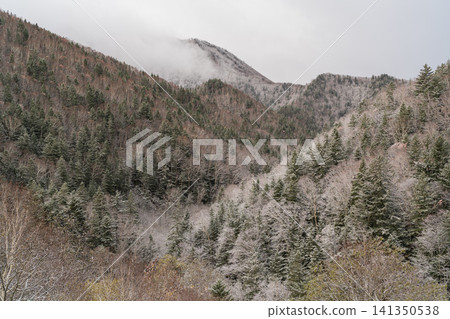 A ridge of coniferous trees lightly covered with snow 141350538