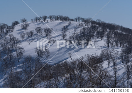 冬日的樹木矗立在雪坡上 141350598