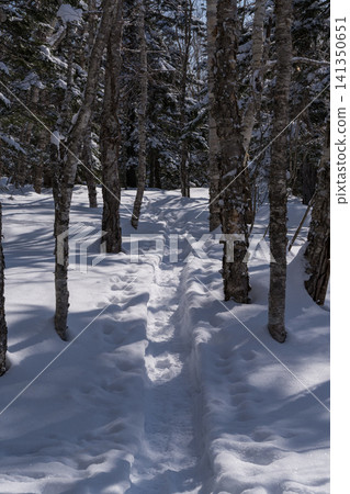 Footprints leading through a winter birch forest Footprints leading through a winter birch forest 141350651