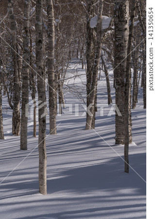 A winter birch forest bathed in sunlight 141350654