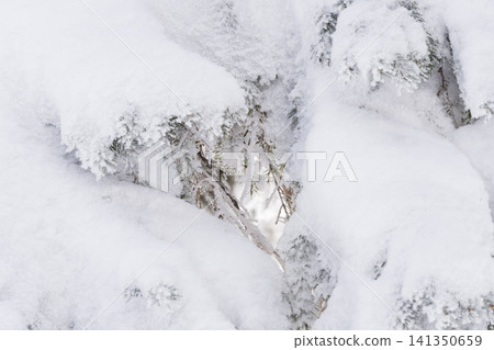 The shimmering branches covered in snow and ice The shimmering branches covered in snow and ice 141350659