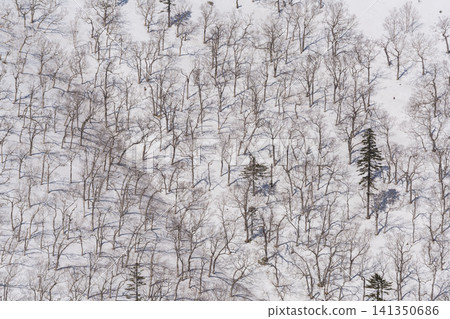 White slopes and winter trees White slopes and winter trees 141350686