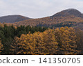 Snow-capped hills and golden larch forests 141350705