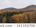 Golden larch leaves and mountains covered in the first snow. 141350706