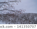 The red berries of the rowan tree stand out against the snowy forest. 141350707