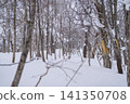 A snow-covered birch forest bathed in bright sunlight. 141350708