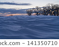 Wind patterns and groves of trees painted across the snowfield at dusk. 141350710