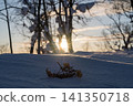 The trees are backlit, and the sun is sparkling on the snow-covered ground. 141350718