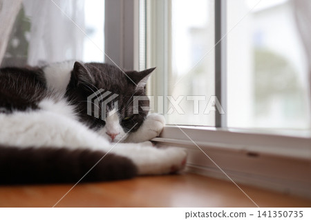 Window-side cat Window-side cat 141350735