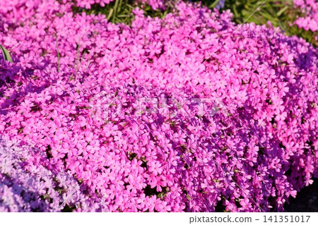 盛開在花田裡的芝櫻 盛開在花田裡的芝櫻 141351017