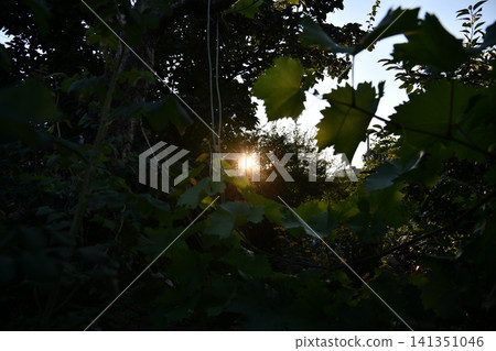 Beautiful blue summer sky with bright sun at sunset Beautiful blue summer sky with bright sun at sunset 141351046