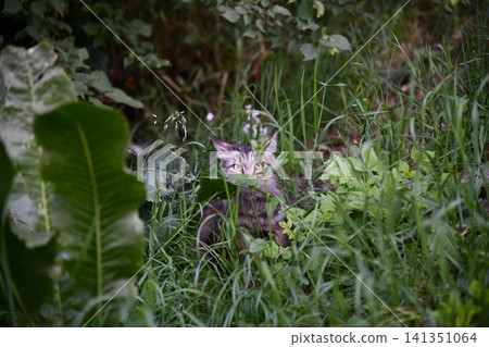 beautiful funny grey British cat peeking out from behind a white table 141351064