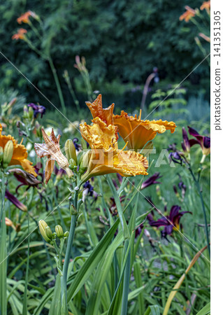Ruffled Orange Daylilies Blooming in Mixed Garden Border Ruffled Orange Daylilies Blooming in Mixed Garden Border 141351305