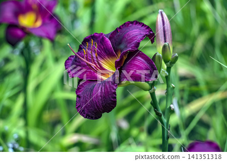 Dark Purple Daylily with Yellow Throat and Unopened Bud Dark Purple Daylily with Yellow Throat and Unopened Bud 141351318