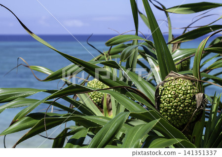 The fruits of the pandanus tree adorn the coast of Okinawa, and the sea stretches out before you in emerald green. 141351337