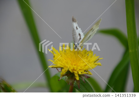 A cabbage white butterfly sipping nectar from a dandelion (Terasaka Rice Terraces / Yokose, Yokose-machi, Chichibu-gun) A cabbage white butterfly sipping nectar from a dandelion (Terasaka Rice Terraces / Yokose, Yokose-machi, Chichibu-gun) 141351339