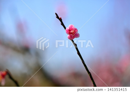 可愛的粉紅梅花 - 萩野 可愛的粉紅梅花 - 萩野 141351415