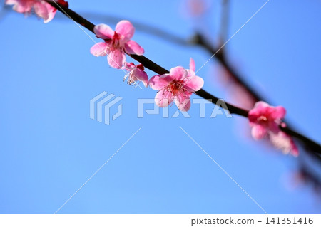 可愛的粉紅梅花 - 萩野 可愛的粉紅梅花 - 萩野 141351416