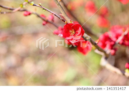 絢麗的春花:木瓜花 絢麗的春花:木瓜花 141351417